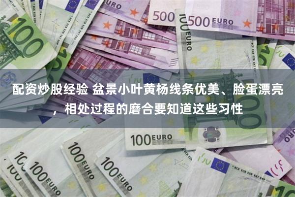 配资炒股经验 盆景小叶黄杨线条优美、脸蛋漂亮，相处过程的磨合要知道这些习性